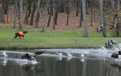 GOOSE STEALS PUTTER