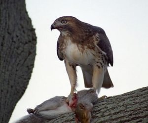The Hawk And The Squirrel