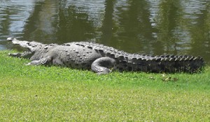 Señor Alligator