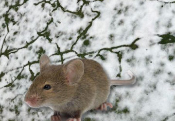 MEADOW MICE THRIVE ON GOLF COURSE IN WINTER
