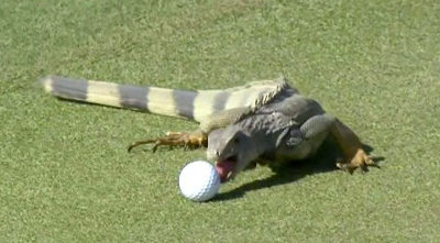 IGUANA EATS GOLF BALL AT TRUMP GOLF COURSE