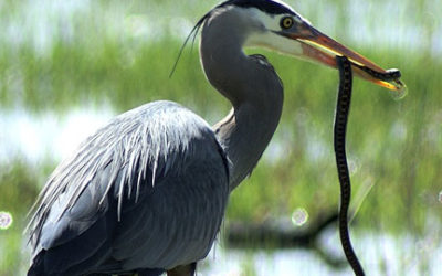 Great Blue Heron Wins Battle With Cottonmouth Water Moccasin