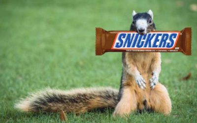 Fox Squirrels Love Snickers Bars
