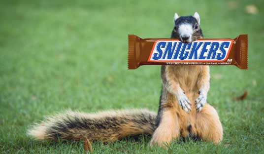 Fox Squirrels Love Snickers Bars