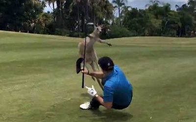 Kangaroo On Golf Course