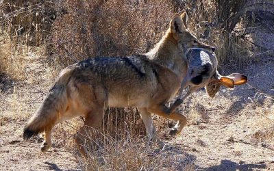War In The Desert – Bobcat And Coyote Battle Over Brunch