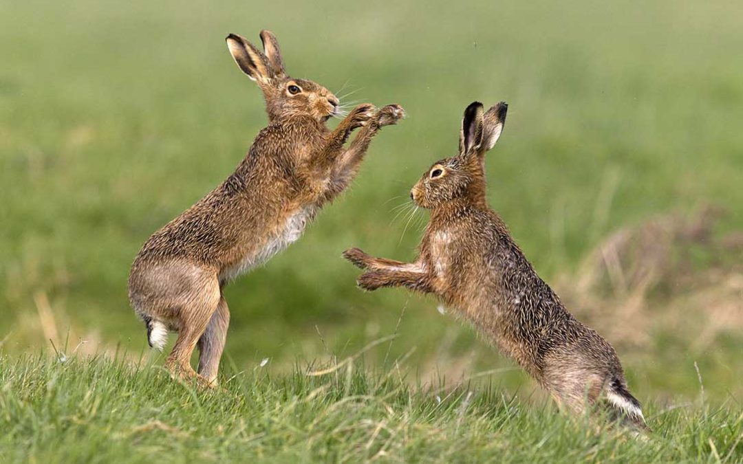 Rabbits On The Golf Course