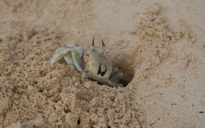 Crab Hole Battle