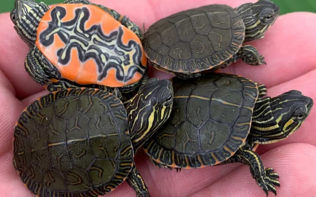 Baby Painted Turtles