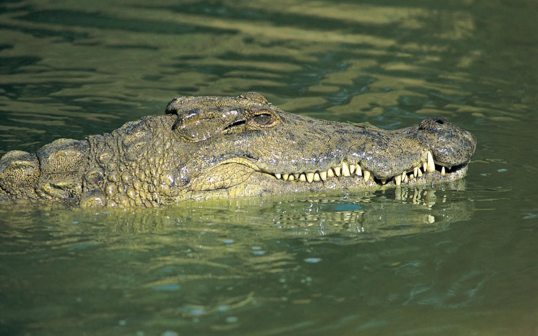 Will You Swim With The Crocs?