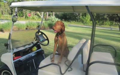 Nutmeg The Golf Course Dog