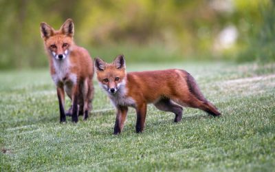 Fox Pups