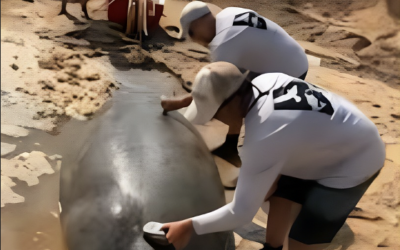 Stranded Manatee
