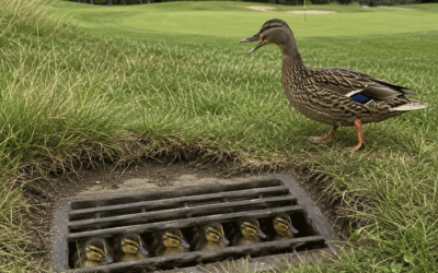 Ducks Down The Drain